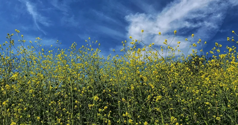 Moutarde à l'ancienne ou moutarde de Dijon : le test comparatif